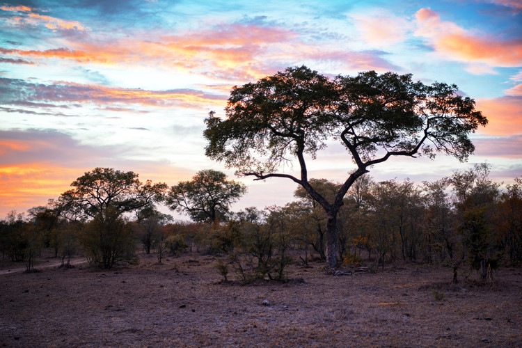 Art Photography Savanna Trees at Sunrise