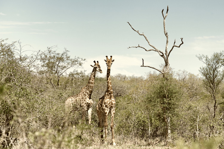 Fotográfia Two Giraffes