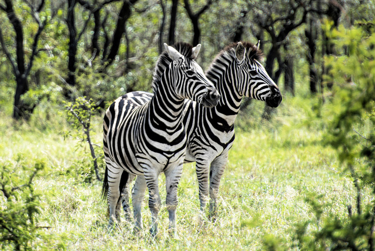 Fotográfia Two Burchell's Zebra