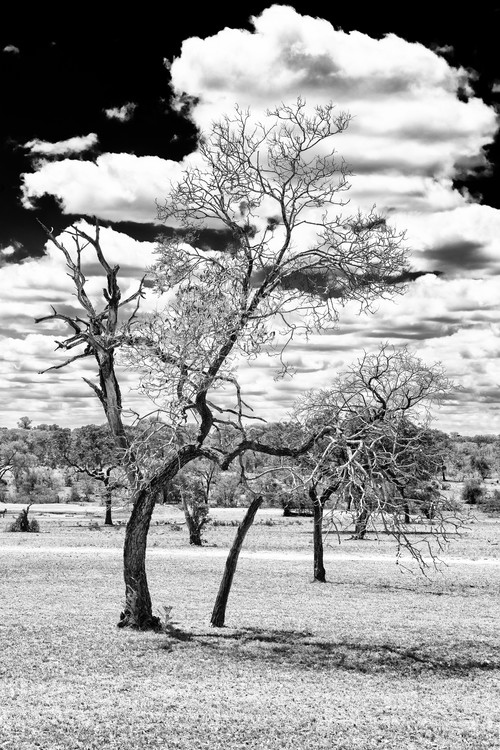 Umělecká fotografie Dead Tree in the African Savannah