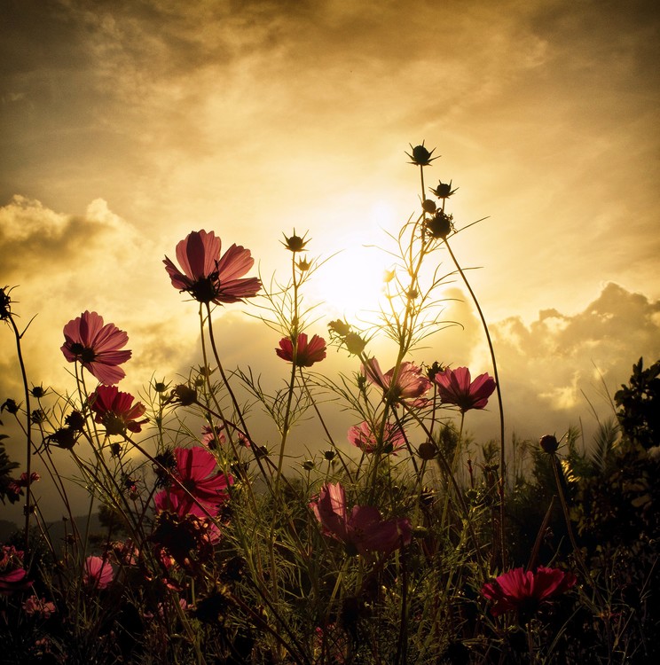 Kunstfotografie Watching the Sun