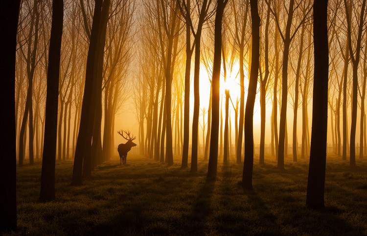 Stampa su tela 5 pezzi, tramonto nella foresta dei cervi