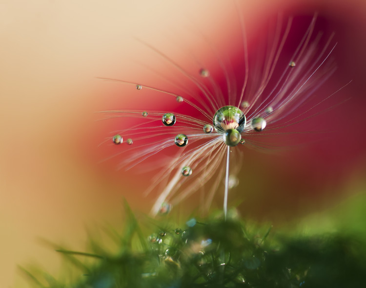 Fotografie Red Morning, Heidi	Westum, (40 x 30 cm)