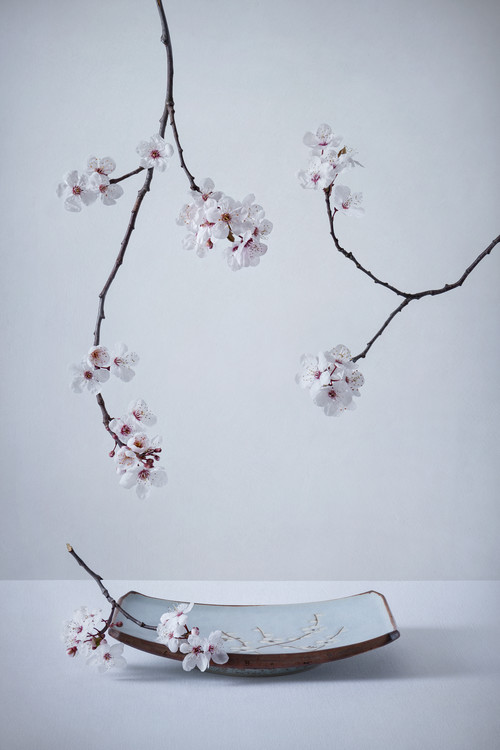 Kunstfotografi The First Cherry Blossom