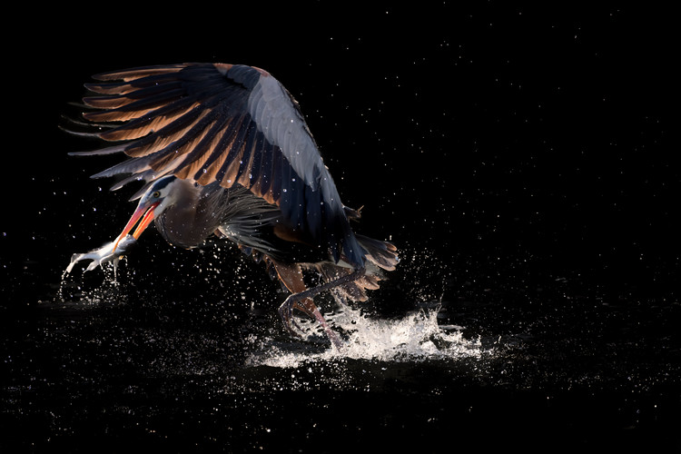Valokuvataide Running away with a fish for supper