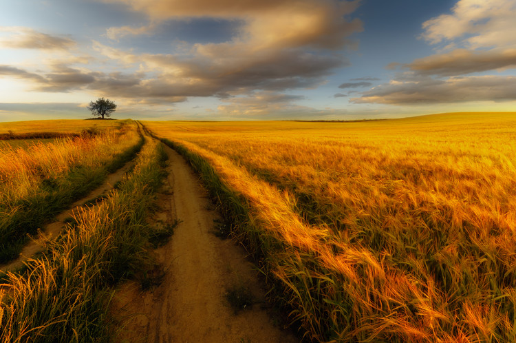 Art Photography Yellow