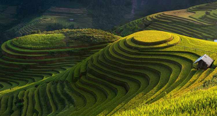 Umetniška fotografija Gold Rice Terrace In Mu Cang Chai,Vietnam