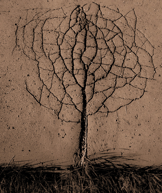 Arte Fotográfica Asphalt Tree