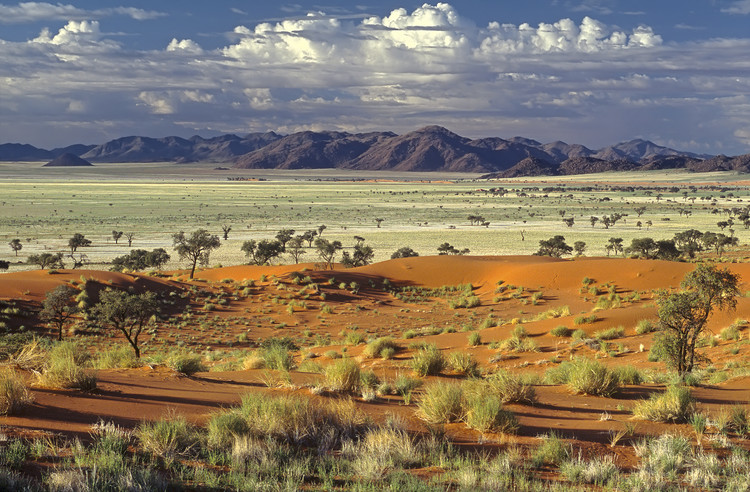 Art Photography Tok Tokkie Desert