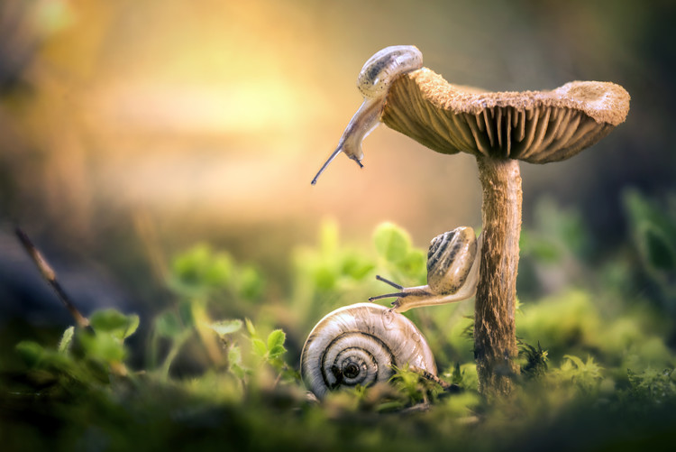 Valokuvataide The Awakening of Snails