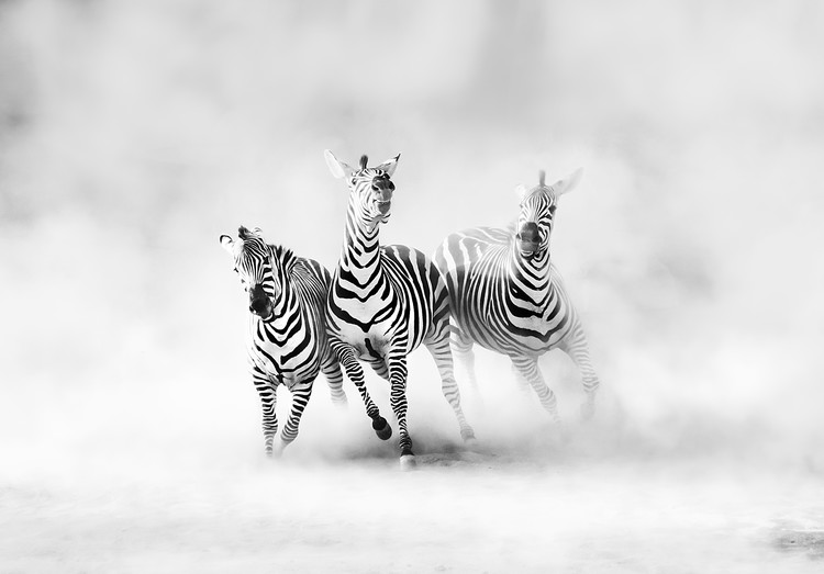 Zebras und kaufen Poster bei Online - | Plakate