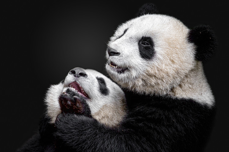Valokuvataide Pandas