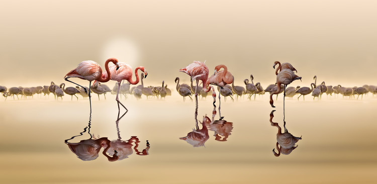Art Photography Flamingos Ii