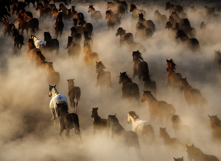 Konstfotografering Wild Horses