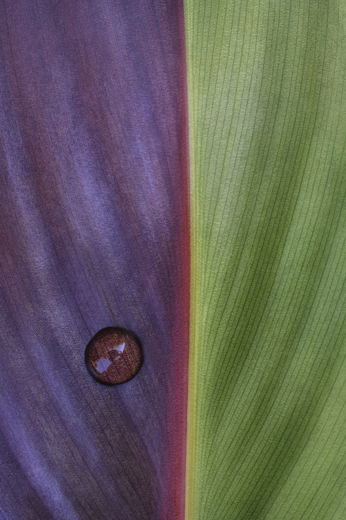 Arte Fotográfica Canna