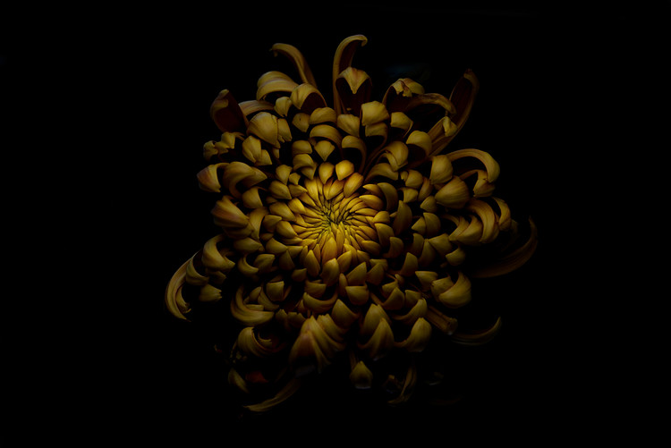 Art Photography Chrysanthemum