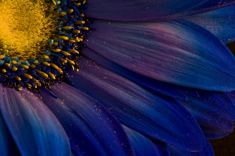 Art Photography Blue Rays