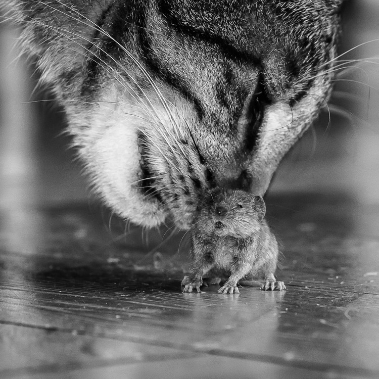 Gatti, La più grande selezione di poster e regali