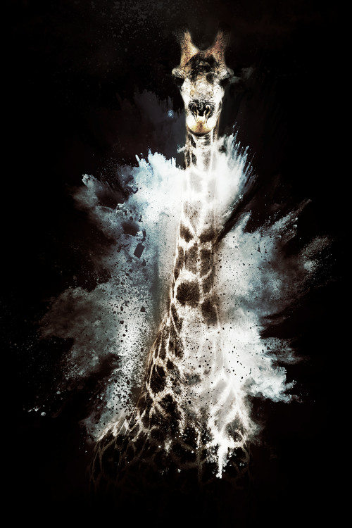 Obraz na plátně The Giraffe