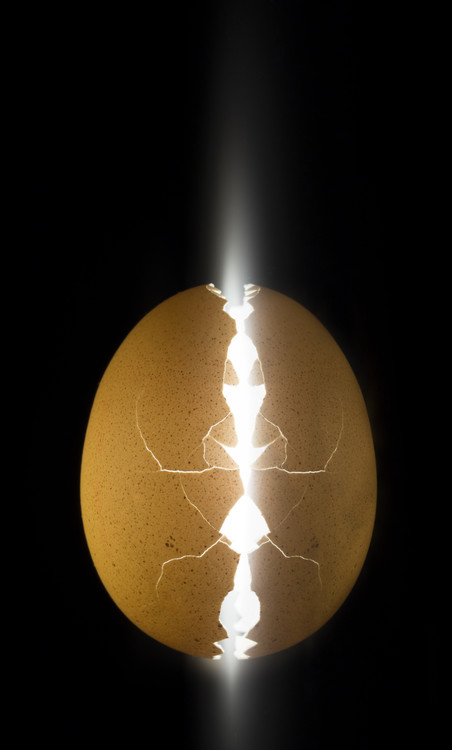 Kunstfotografie Alien egg