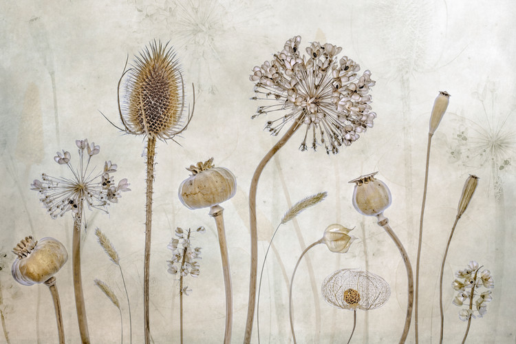 Fotografie Growing old, Mandy Disher, 40x26.7 cm