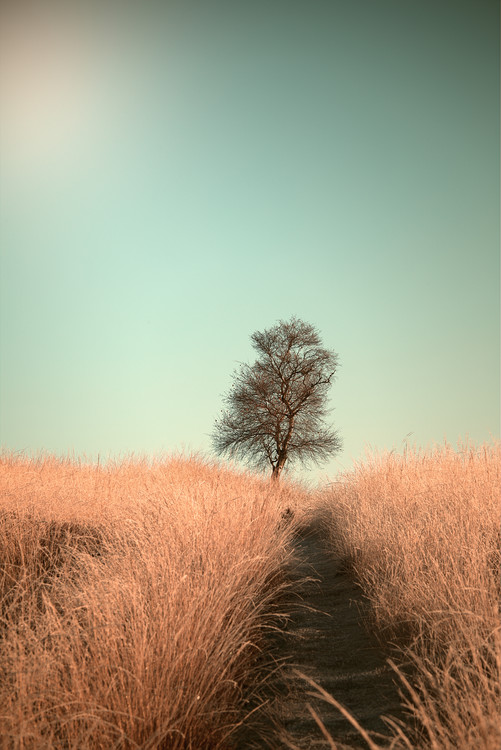 Art Photography Grass and Path