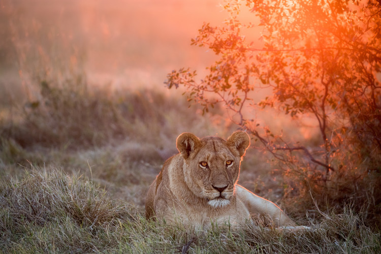 Art Photography Sunset Lioness