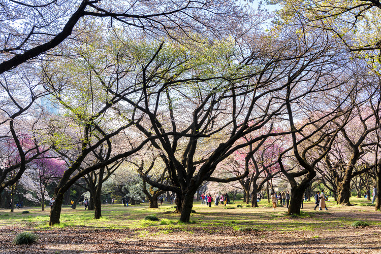 Художествена фотография Beautiful Sakura Trees
