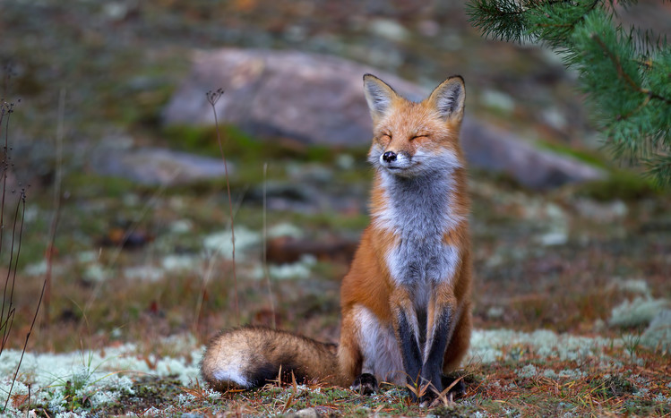 Fotografie Fox Zen - Algonquin Park, Jim Cumming, 40x24.6 cm