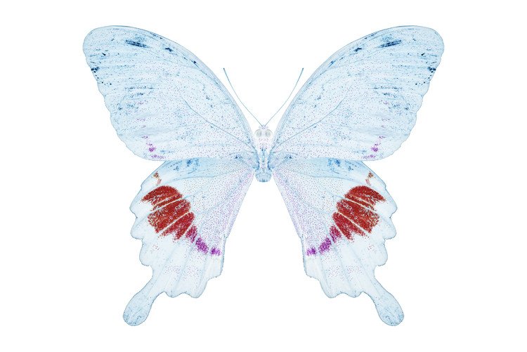 Valokuvataide MISS BUTTERFLY HERMOSANUS - X-RAY White Edition