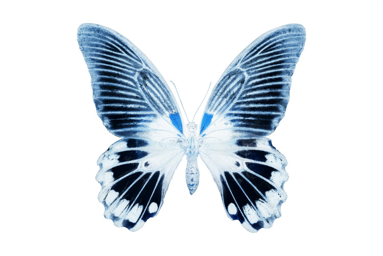 Valokuvataide MISS BUTTERFLY AGENOR - X-RAY White Edition