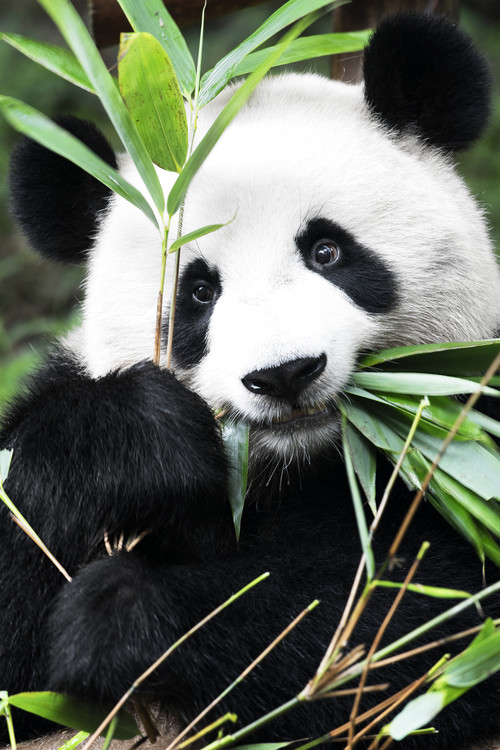 Drôle de panda, proverbe sur les pandas comme cadeau