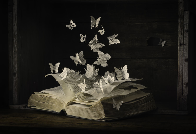 Arte Fotográfica Lepidopterology