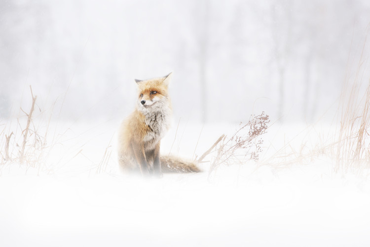 Fotografie Waiting..., Doris Reindl, 40x26.7 cm