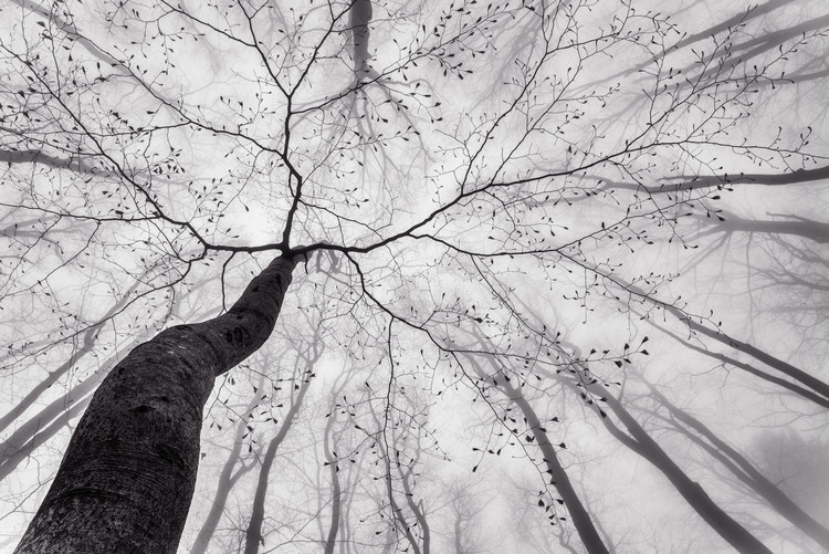 Fotografie A view of the tree crown, Tom Pavlasek, (40 x 26.7 cm)