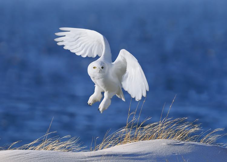 Kunstfotografie White Spirit demon
