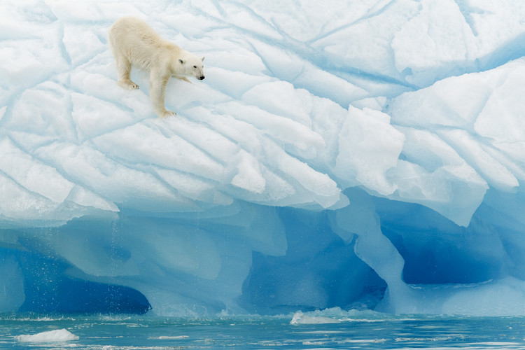 Kunstfotografie Polar Bear