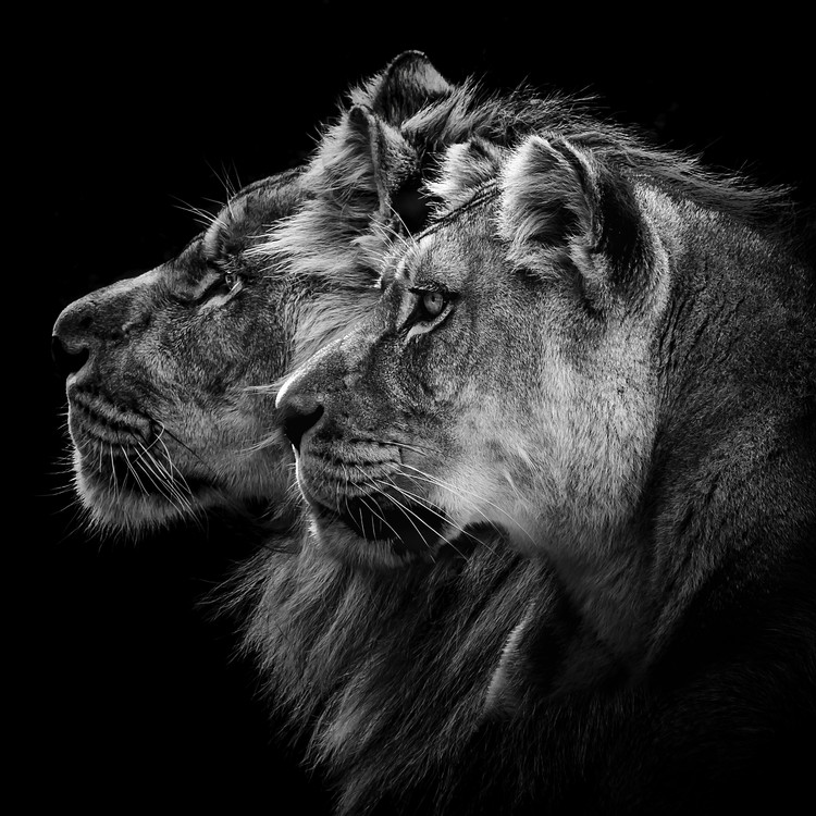 Print op canvas Lion and Lioness Portrait