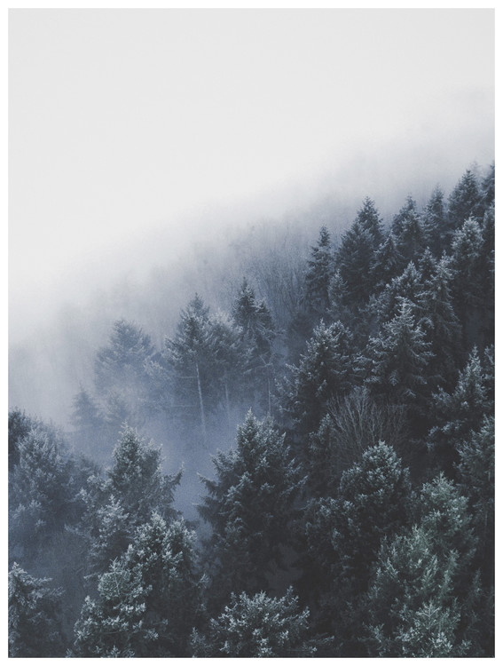 Art Photography bordertreevalley