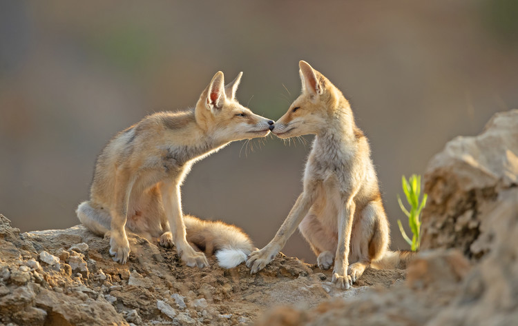 Valokuvataide Foxes , Kiss