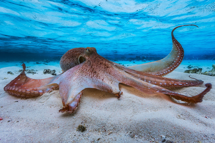 Octopus фототапет