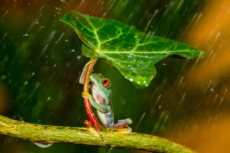 Fotografie Ohh Noo :( It's Raining, Kutub Uddin, 40x26.7 cm