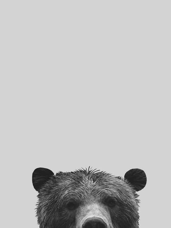 Vászonkép Grey bear