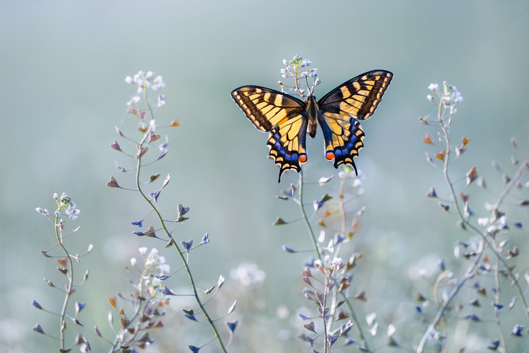 Valokuvataide Swallowtail beauty