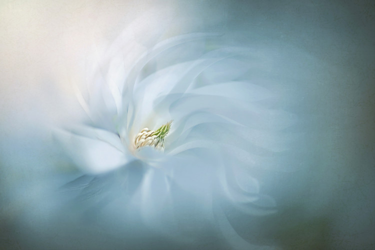 Umetniška fotografija Floral Ballet