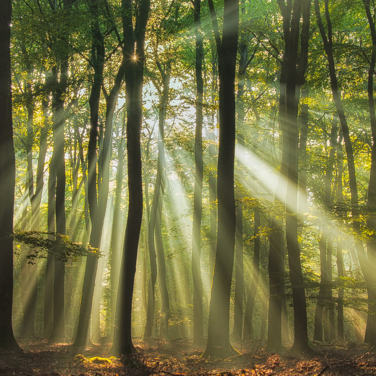 Kunstfotografie Sunny start to the day ........