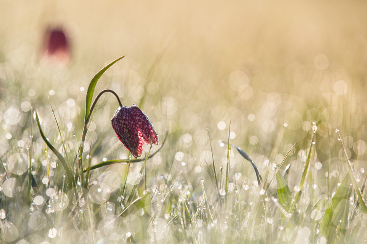 Fotografie Morningdew, Anton van Dongen, (40 x 26.7 cm)