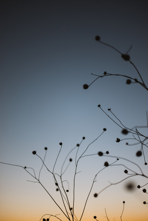 Valokuvataide Plants with sunset sky