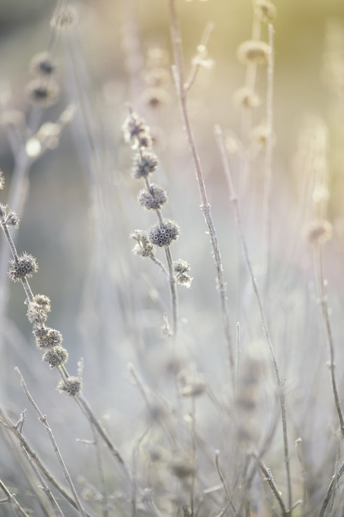 Fotografie Dry plants at winter, Javier Pardina, (26.7 x 40 cm)