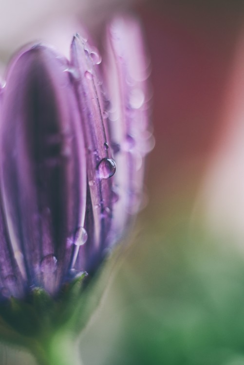 Canvas Print Raindrop on a lilac flower